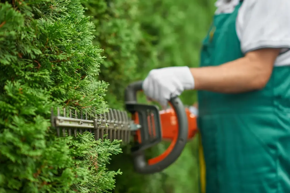 Aide au jardinage à Laon